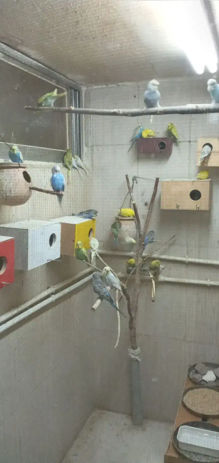 مرغ عشق های رنگارنگ|پرنده|قائم‌شهر, |دیوار