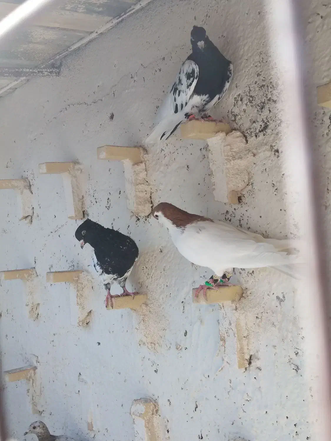 عشق بازای عزیزم رنگه بازها|پرنده|مشهد, کشف|دیوار