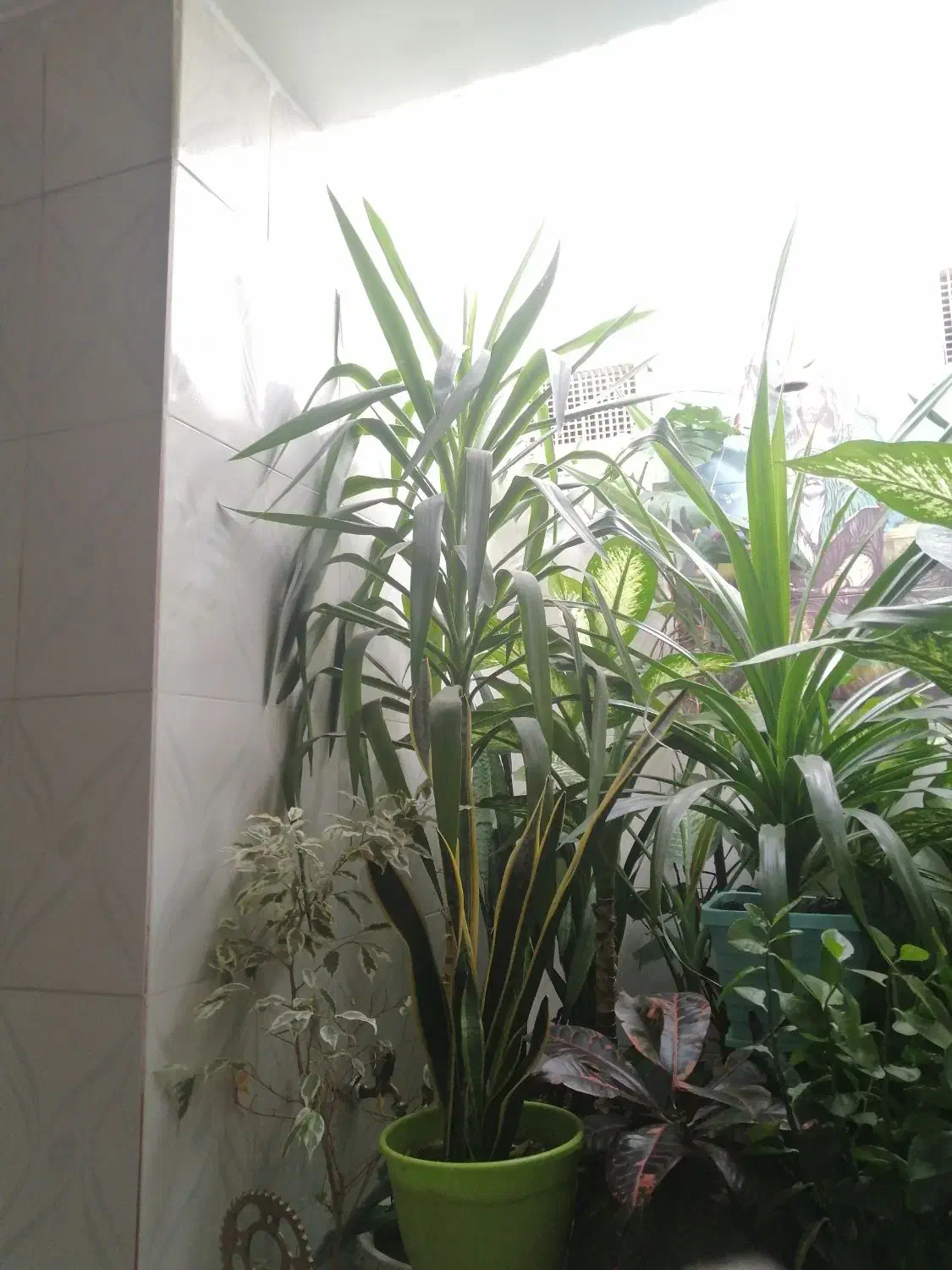 گل یوکا|گل و گیاه طبیعی|کر, |دیوار