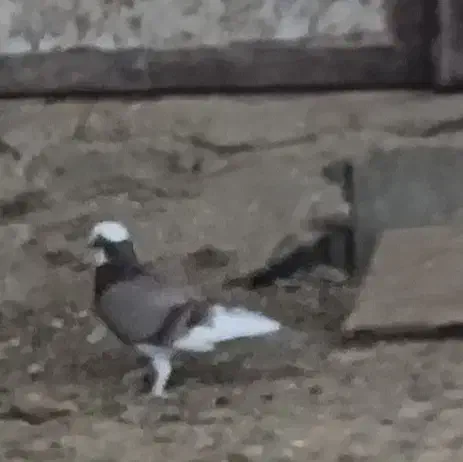 کبوتر ماده|پرنده|فیروزآباد (فارس), |دیوار