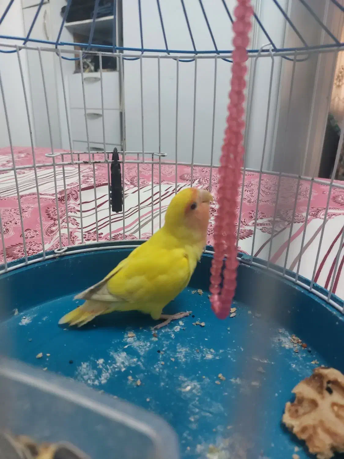 گمشده|حیوانات|قم, پشت انبار نفت|دیوار