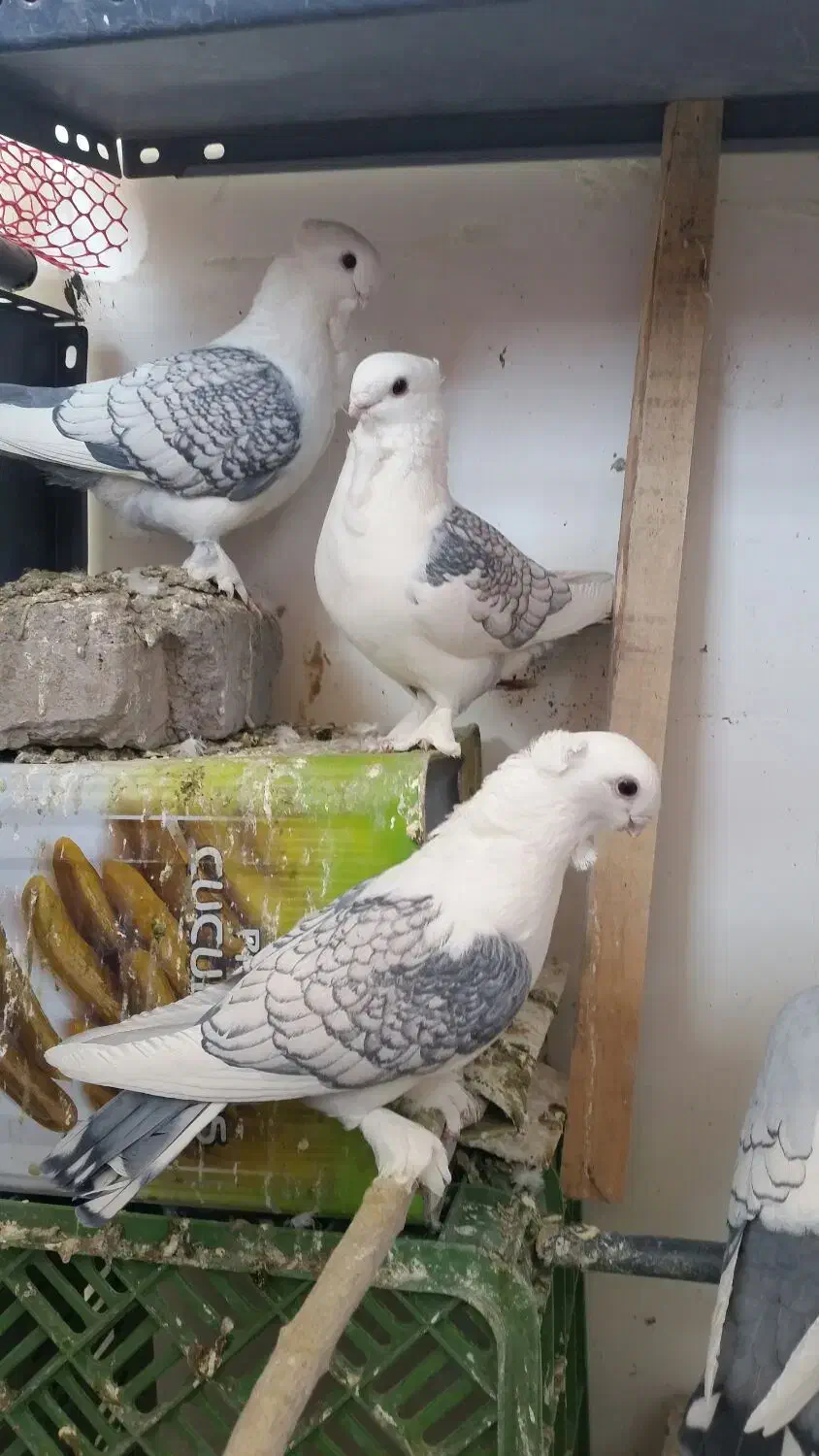 کبوتر ساتن خوشکل|پرنده|فردوس (خراسان), |دیوار