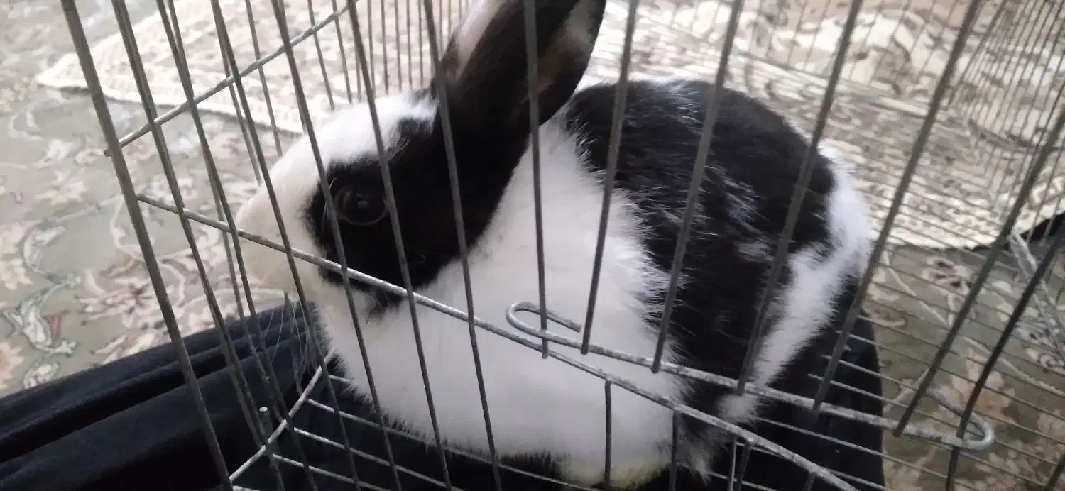 خرگوش|موش و خرگوش|نهاوند, |دیوار