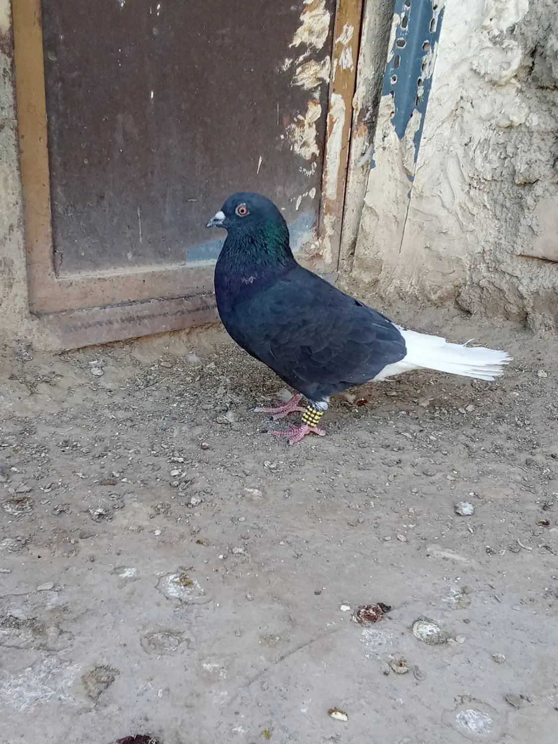 کبوتر دم سفید|پرنده|نیمروز, |دیوار