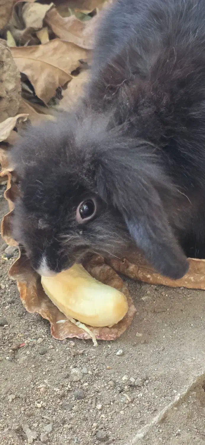 خرگوش لوپ ماده دو ساله|موش و خرگوش|بندرعباس, |دیوار