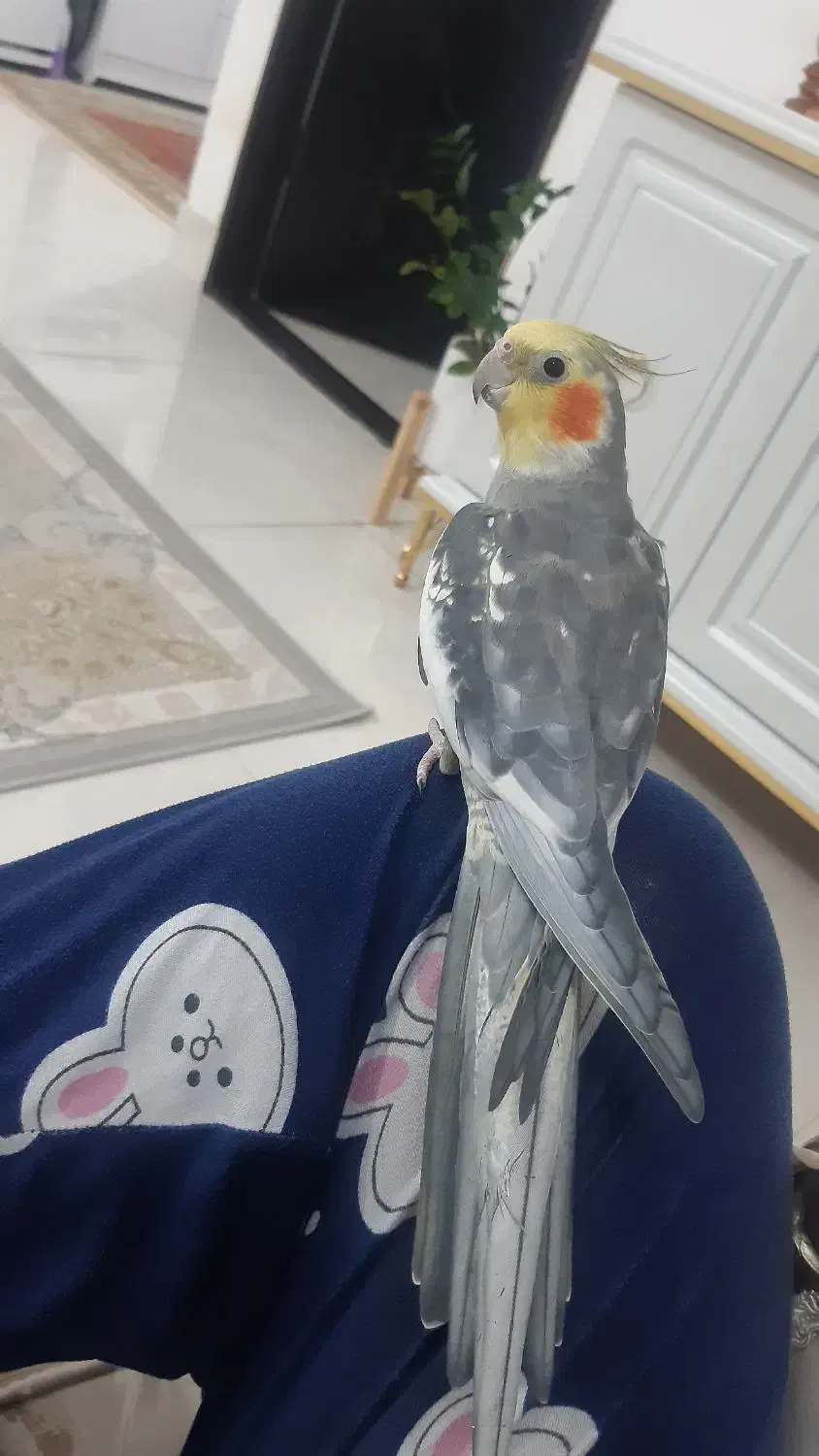 عروس هلندی|حیوانات|رودسر, |دیوار