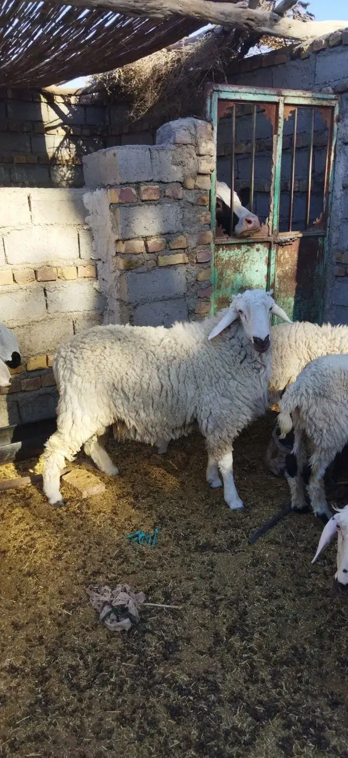 بره نر|حیوانات مزرعه|زابل, |دیوار