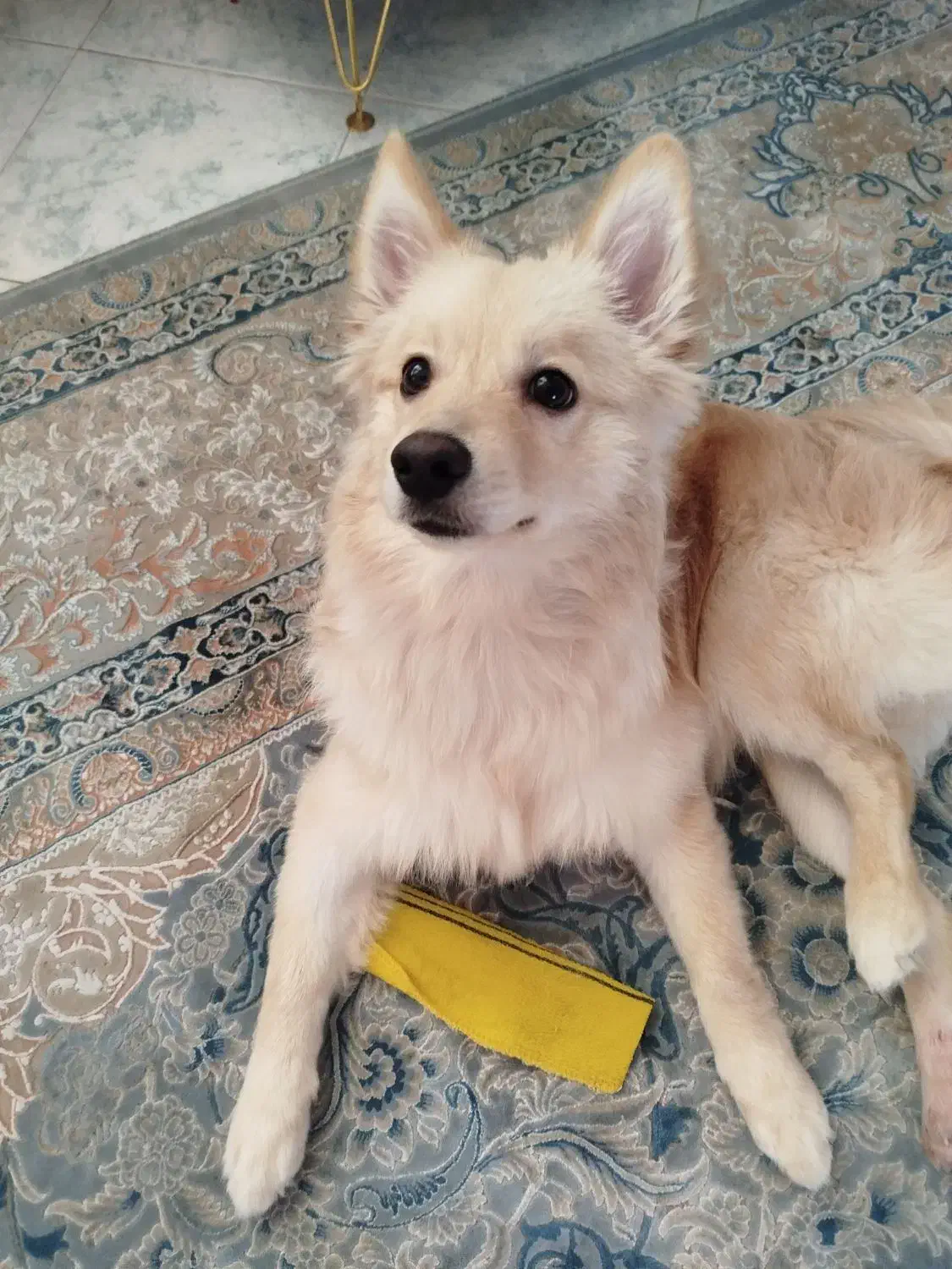 پامر شیش ماهه|سگ|فردیس, شهرک وحدت|دیوار