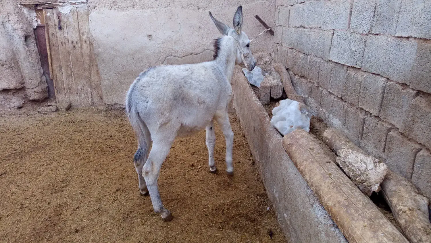 فروش کره الاغ نر.خر|حیوانات مزرعه|درگزین, |دیوار