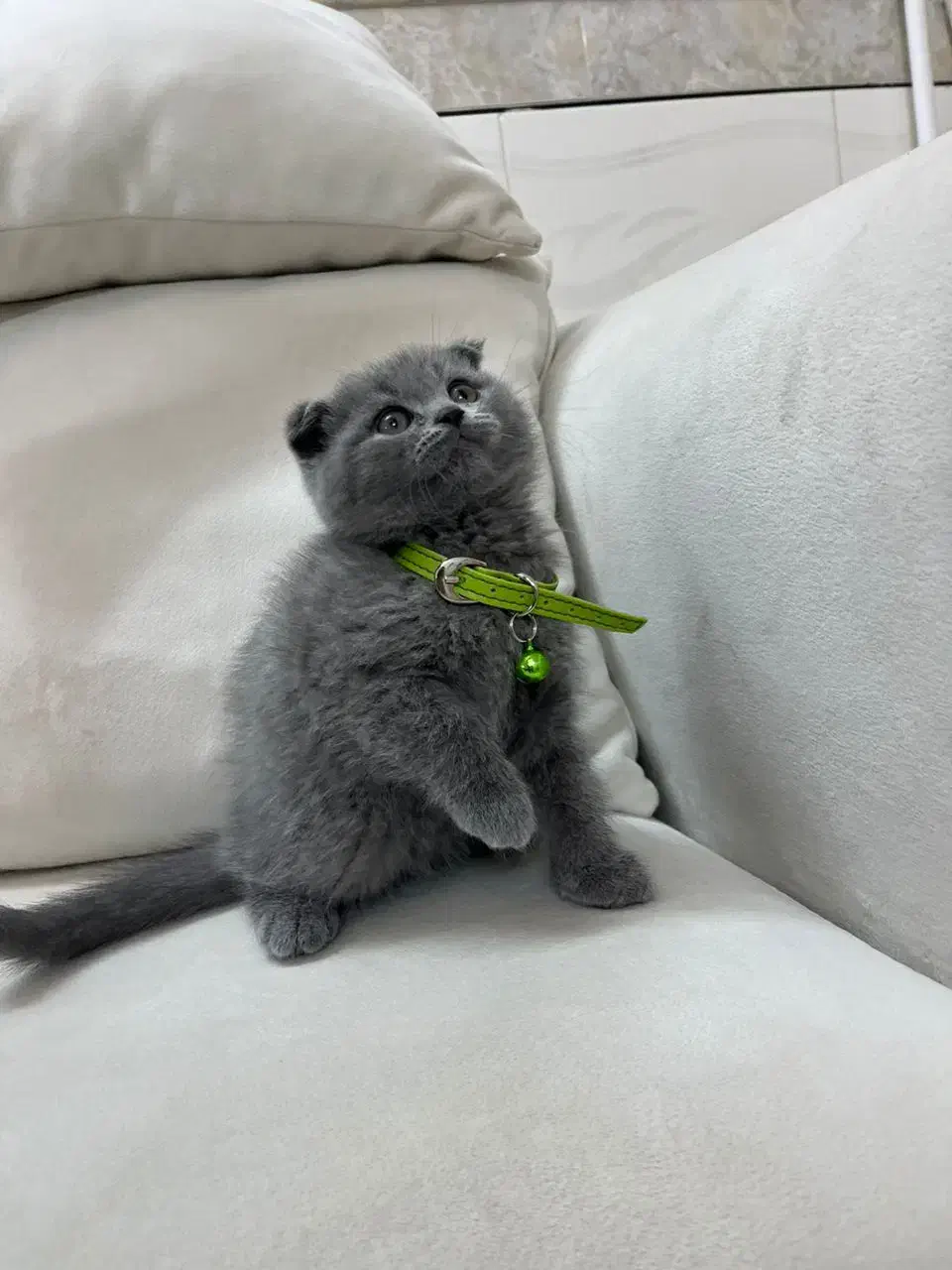 بچه گربه بریتیش|گربه|تهران, اسفندیاری|دیوار