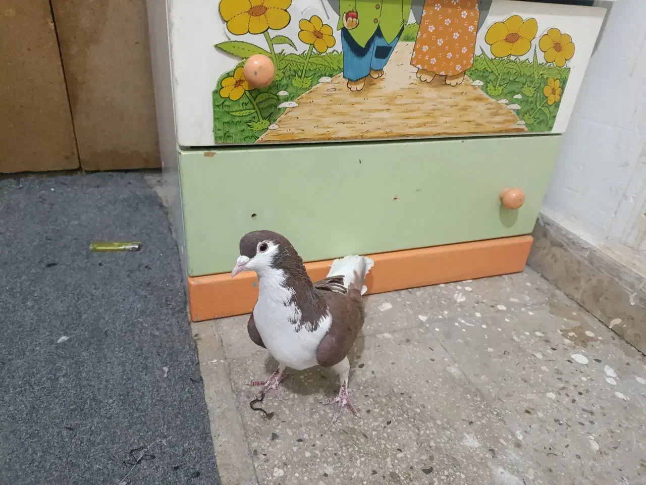 کفتر افغانی|پرنده|قرچک, قشلاق جیتو|دیوار