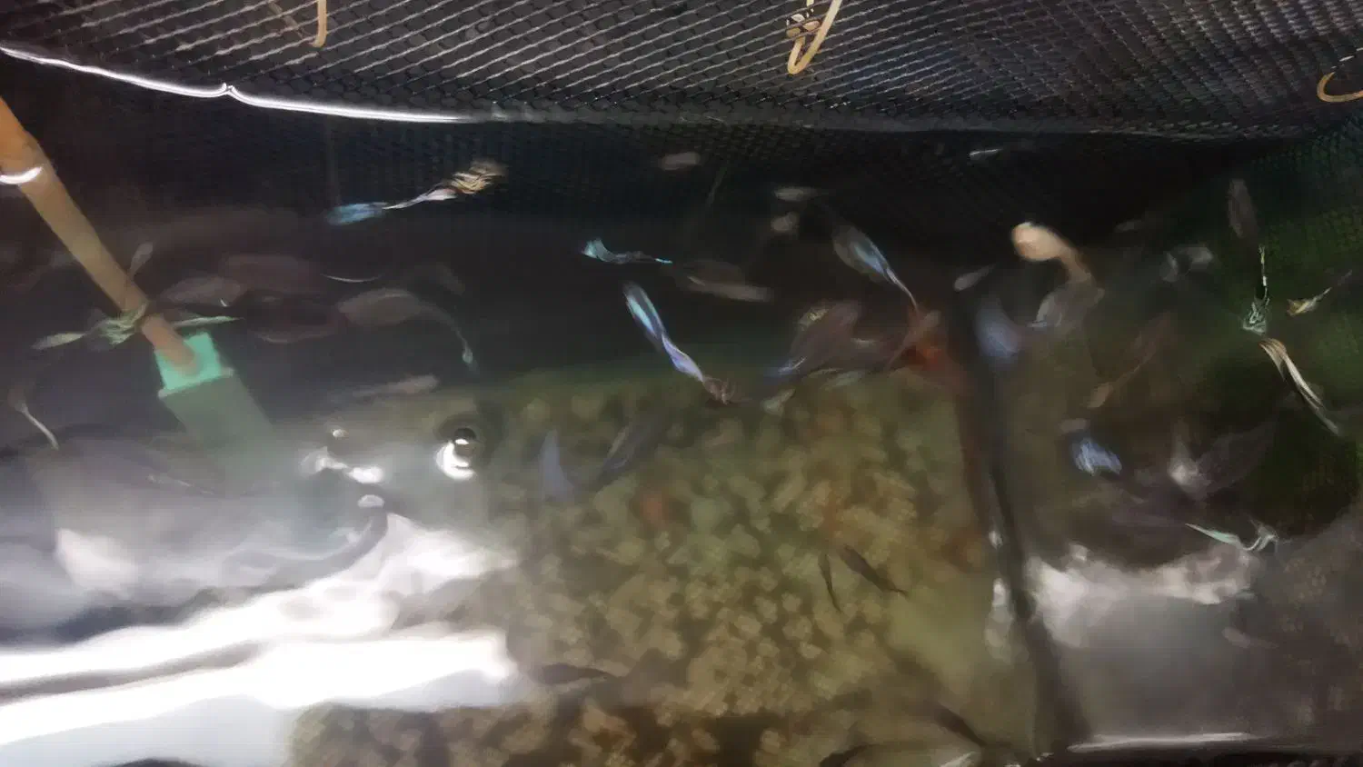 تعداد 30تا گوپی سنگاپوری مولدوشکم پر|ماهی|بروجرد, |دیوار