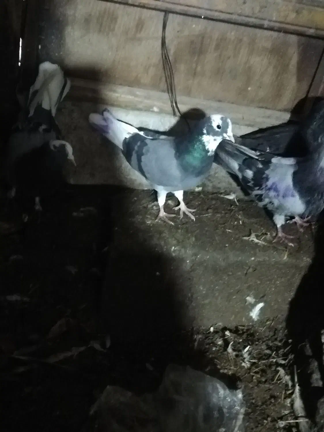 نر به شرت|پرنده|قیدار, |دیوار