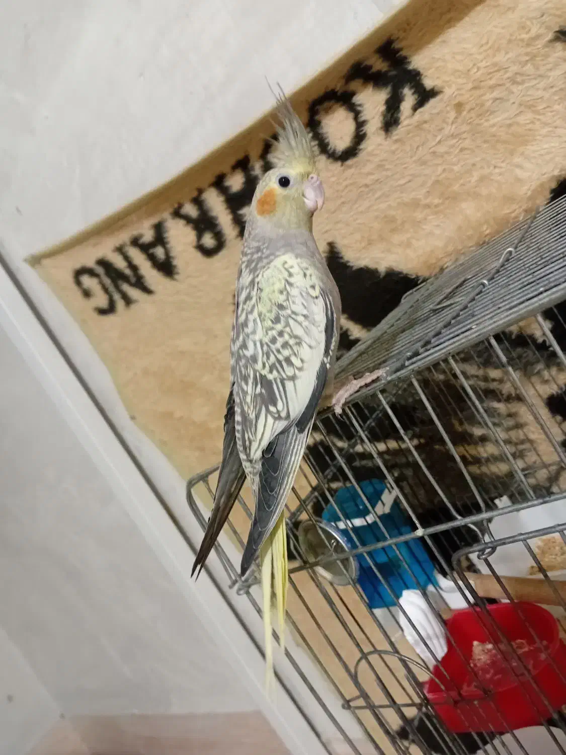 عروس هلندی دستی نر|پرنده|شیراز, کیان شهر|دیوار