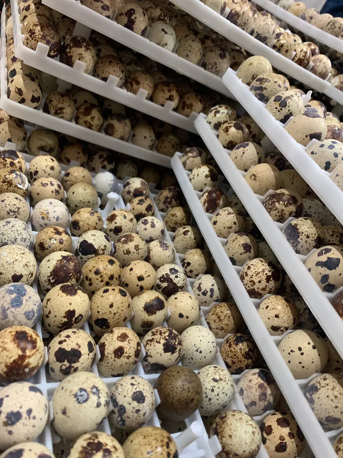 پرورش ماکیان آشیانه سپید|حیوانات مزرعه|مشهد, چهاربرج|دیوار