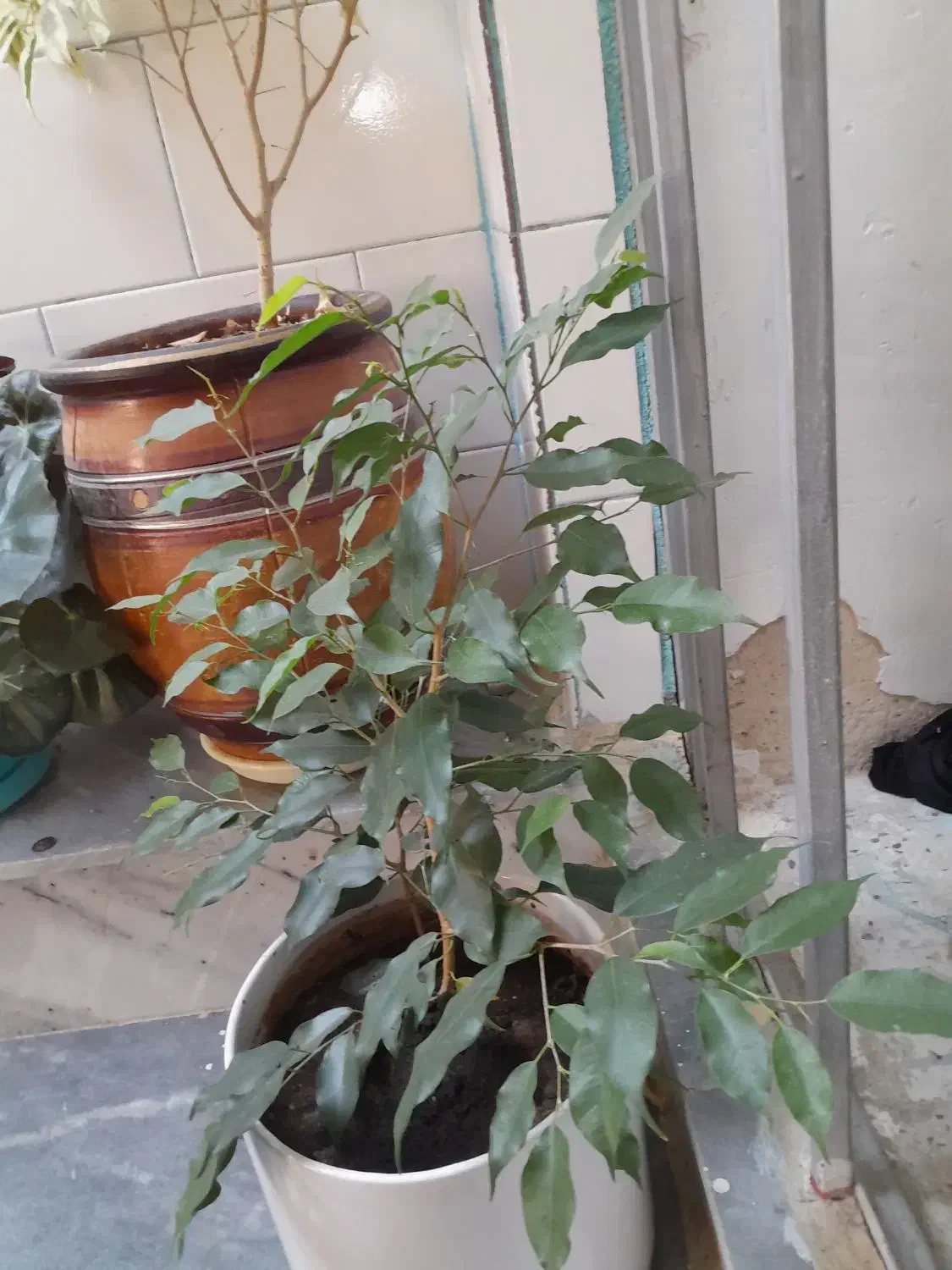 گل طبیعی|گل و گیاه طبیعی|گهواره, |دیوار