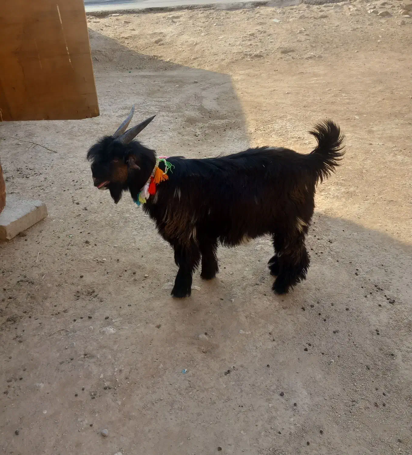 بیگ ختمی|حیوانات مزرعه|ایذه, |دیوار