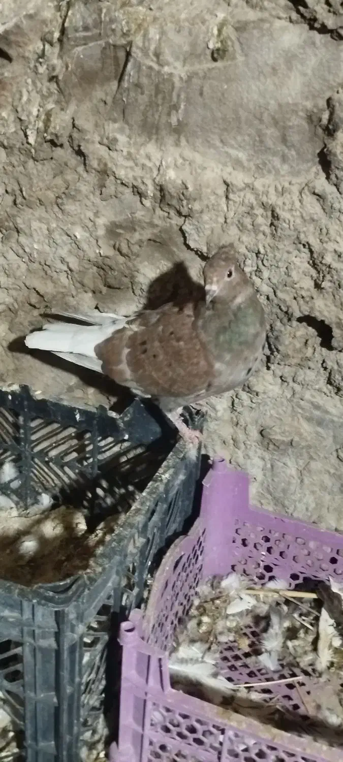 کبوتر|پرنده|لالی, |دیوار