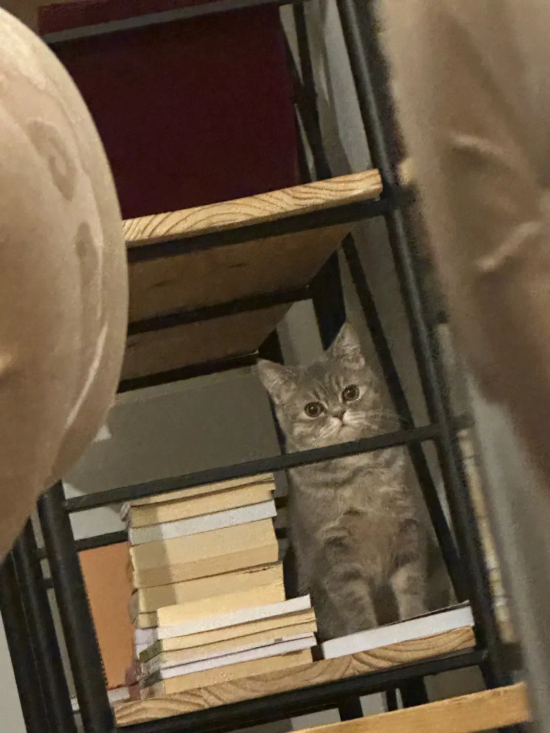 اسکاتیش بریتیش فولد و انفولد همراه با مادر|گربه|کرمانشاه, |دیوار