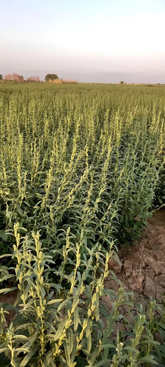 کنجد تمیز مال امسال|عمدهفروشی|حمیدیه, |دیوار