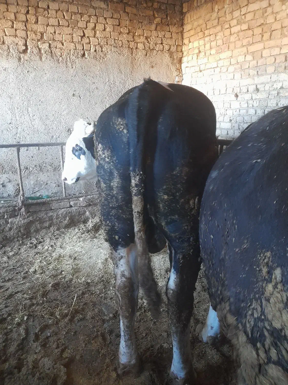 فروش ۳راس گوساله سوپرچاق|حیوانات مزرعه|بستان آباد, |دیوار