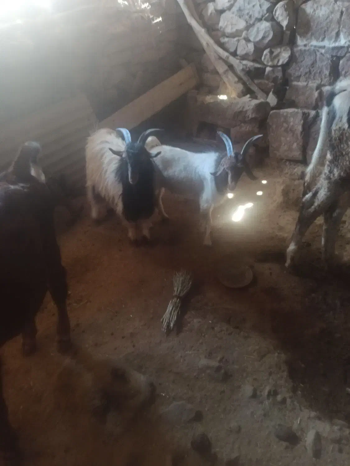 دوتا بیگ چاق|حیوانات مزرعه|لالی, |دیوار