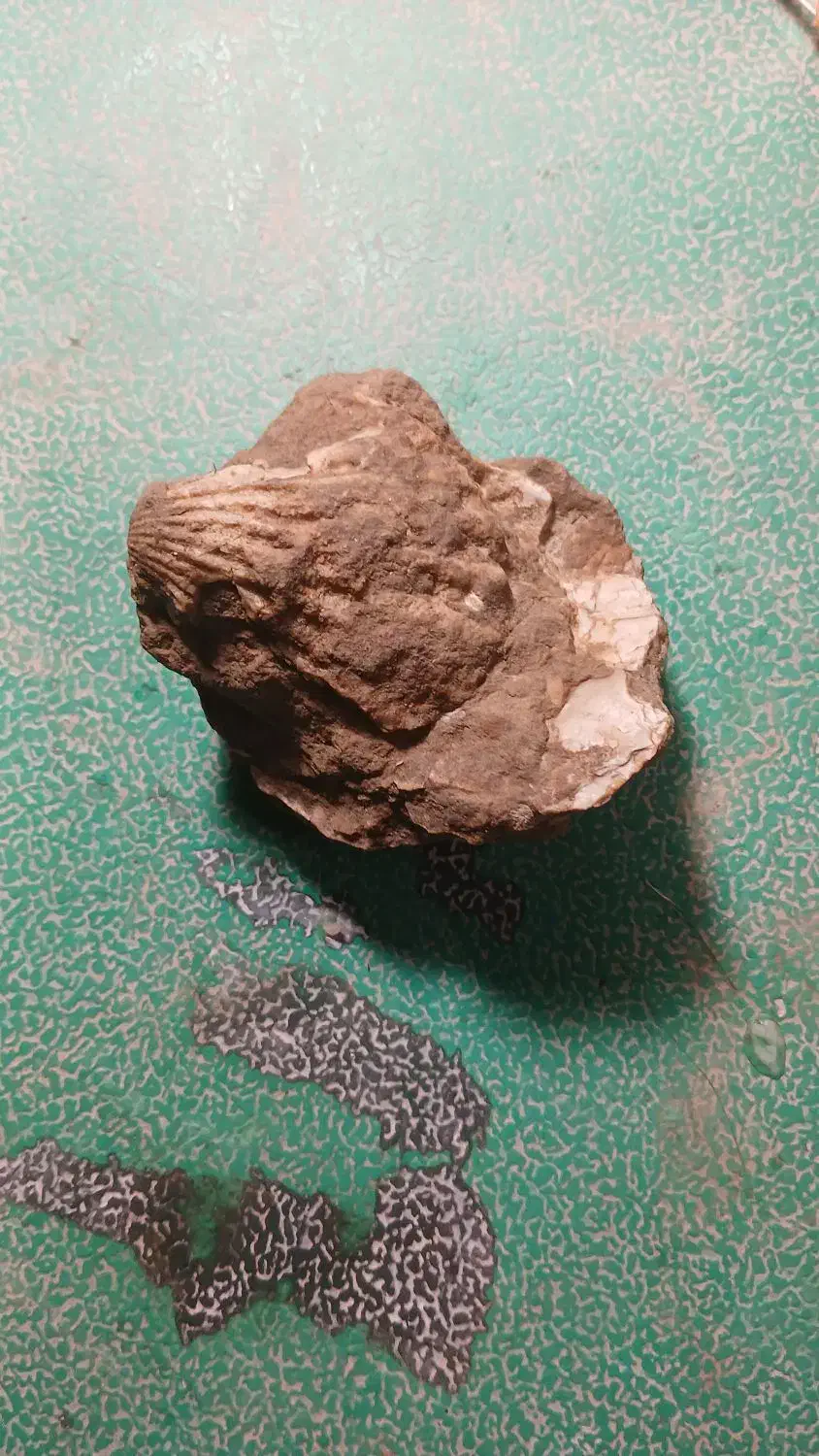 سنگ قیمتی|کلکسیون اشیاء عتیقه|گل تپه, |دیوار