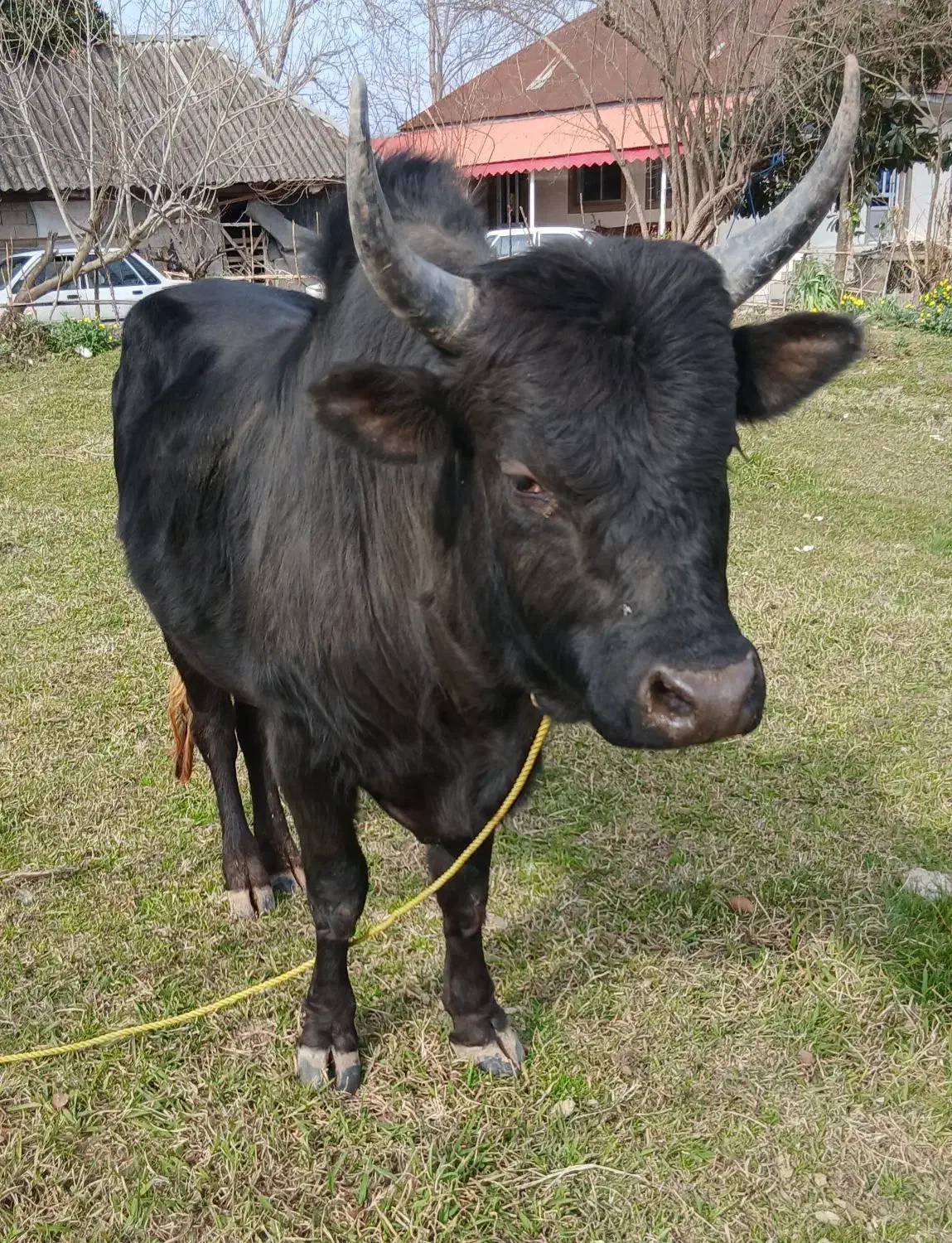 ورزا چالوسی|حیوانات مزرعه|سنگر, |دیوار