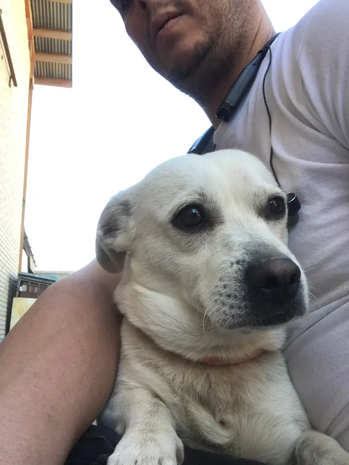 فروش سگ نژادبولداگ قیمت ۷ ملیون|سگ|محمدشهر, شهرک پیام (مهرالبرز)|دیوار