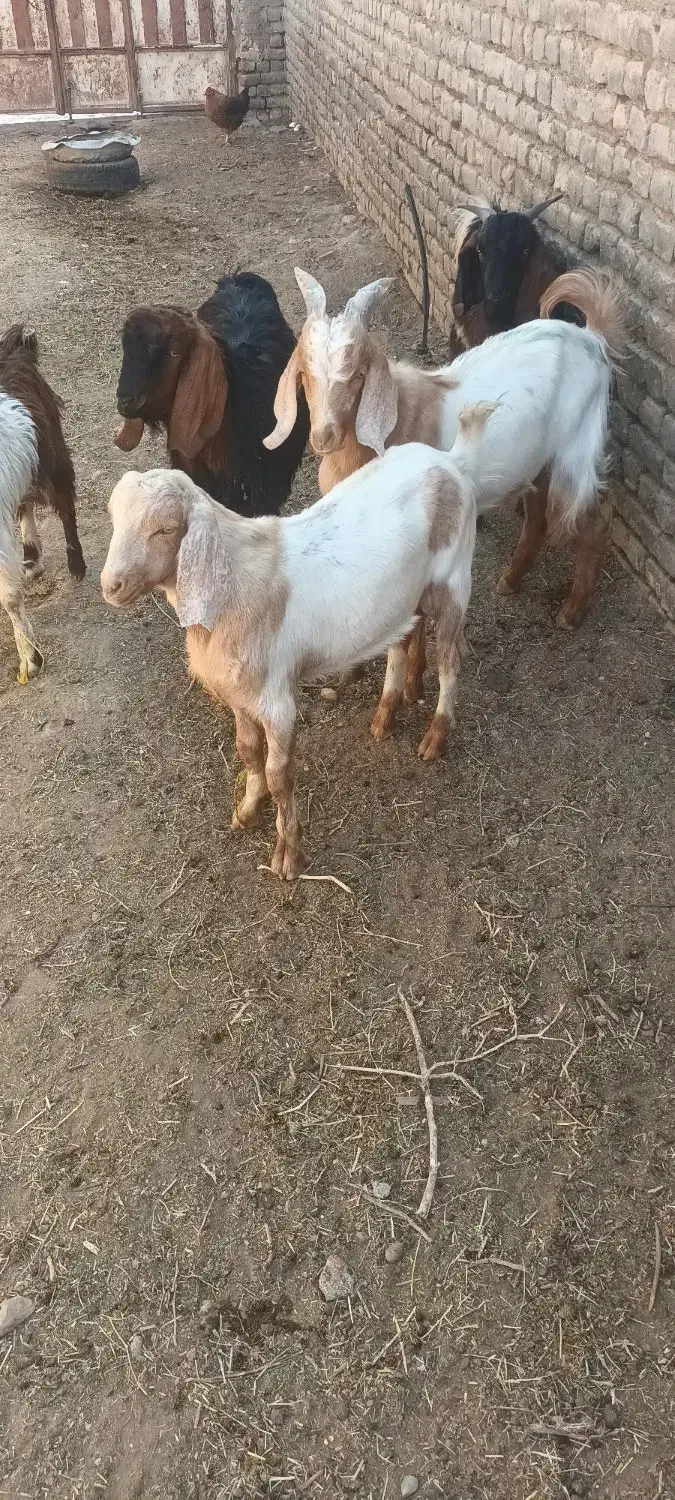 بزبزغاله|حیوانات مزرعه|تربتحیدریه, پائین ولایت|دیوار