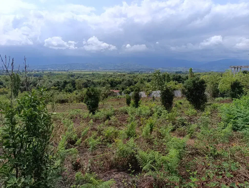 زمین باغی واقع دربام سبز کومله|فروش زمین و ملک کلنگی|کومله, |دیوار