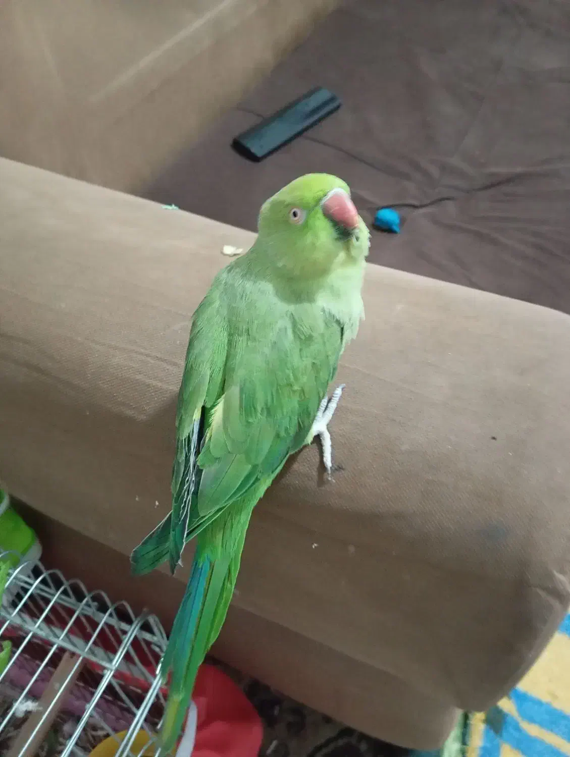 طوطی ملنگو سوخن گو کشیده|پرنده|شیراز, شهرک مهرگان|دیوار