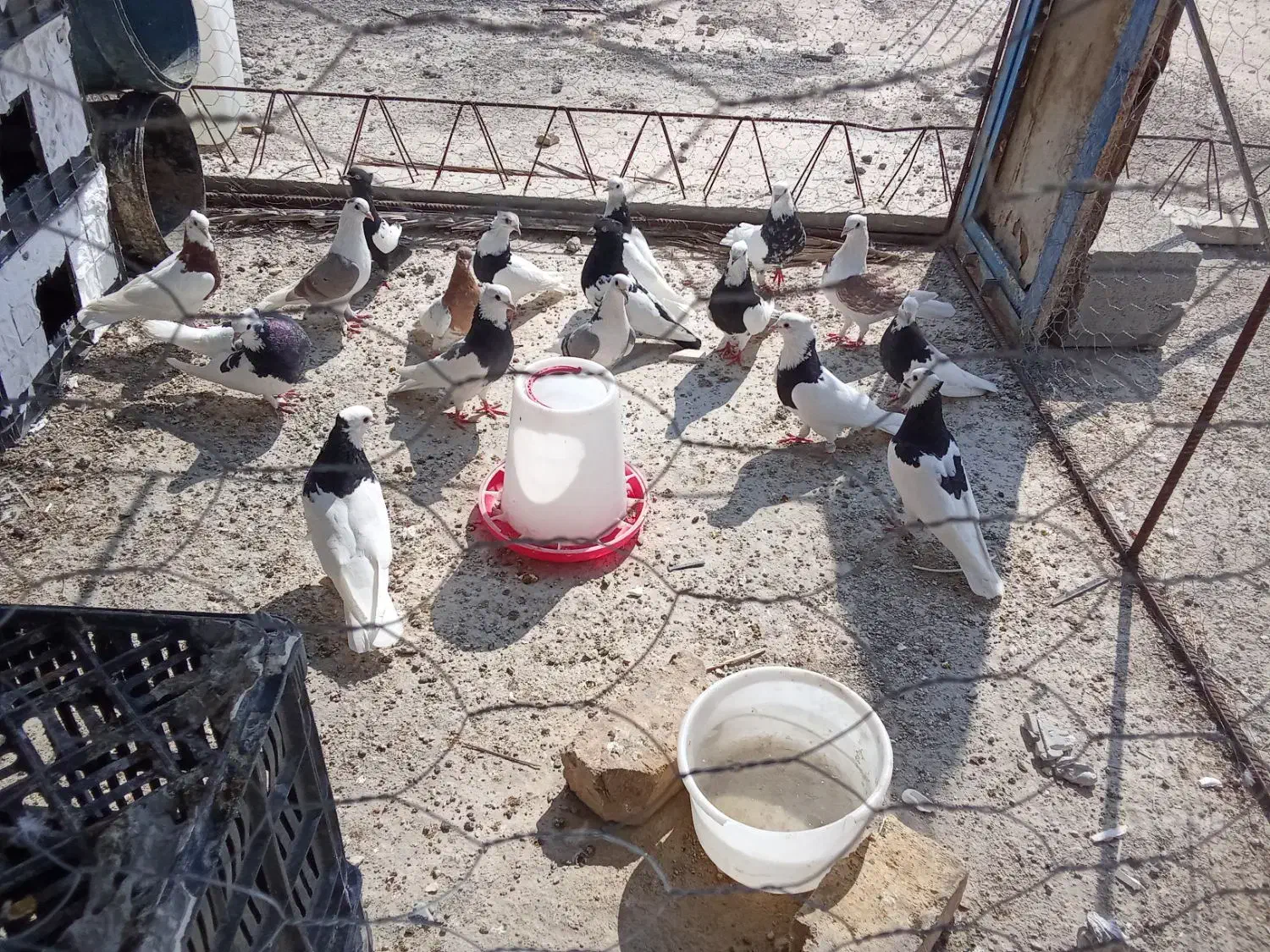 به دلیل نگه داشتن|پرنده|دهرم, |دیوار