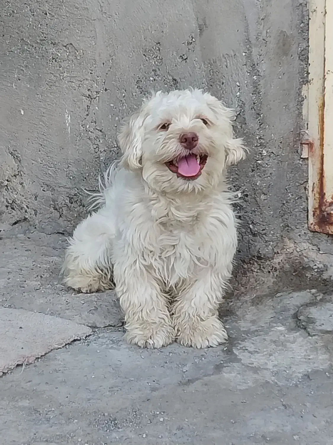 سگ شینوز|سگ|جیرفت, |دیوار