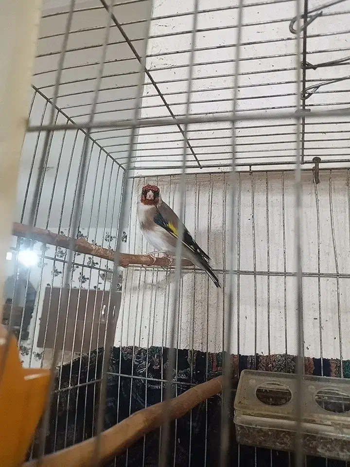 سهره نر درجه یک|پرنده|بلبان آباد, |دیوار