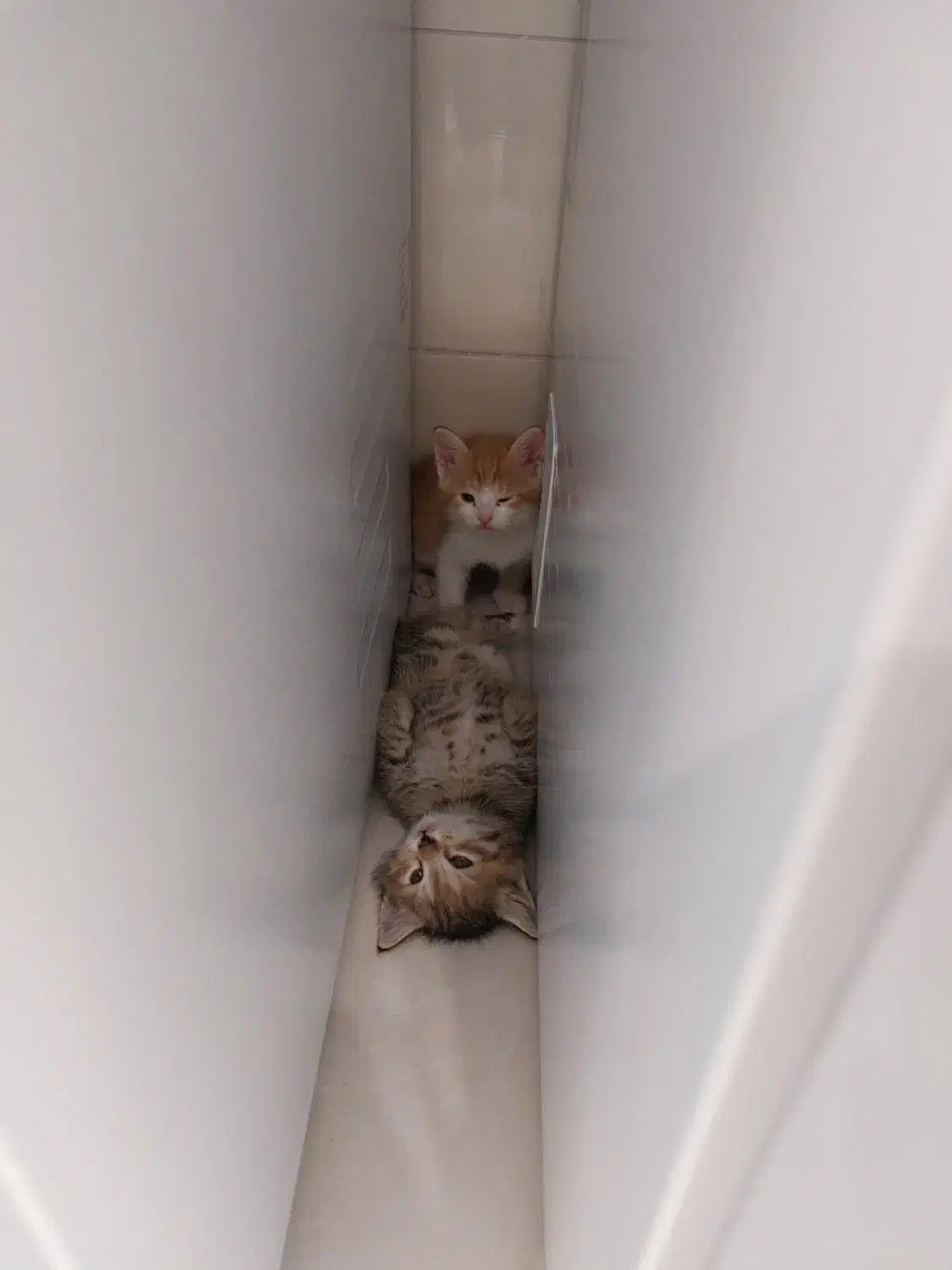 فروش گربه|گربه|مینودشت, |دیوار