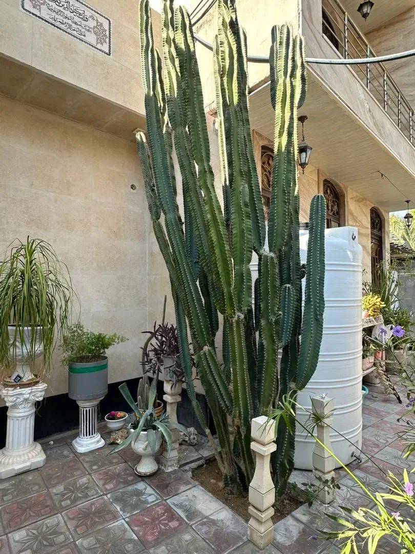 کاکتوس|گل و گیاه طبیعی|جم, |دیوار
