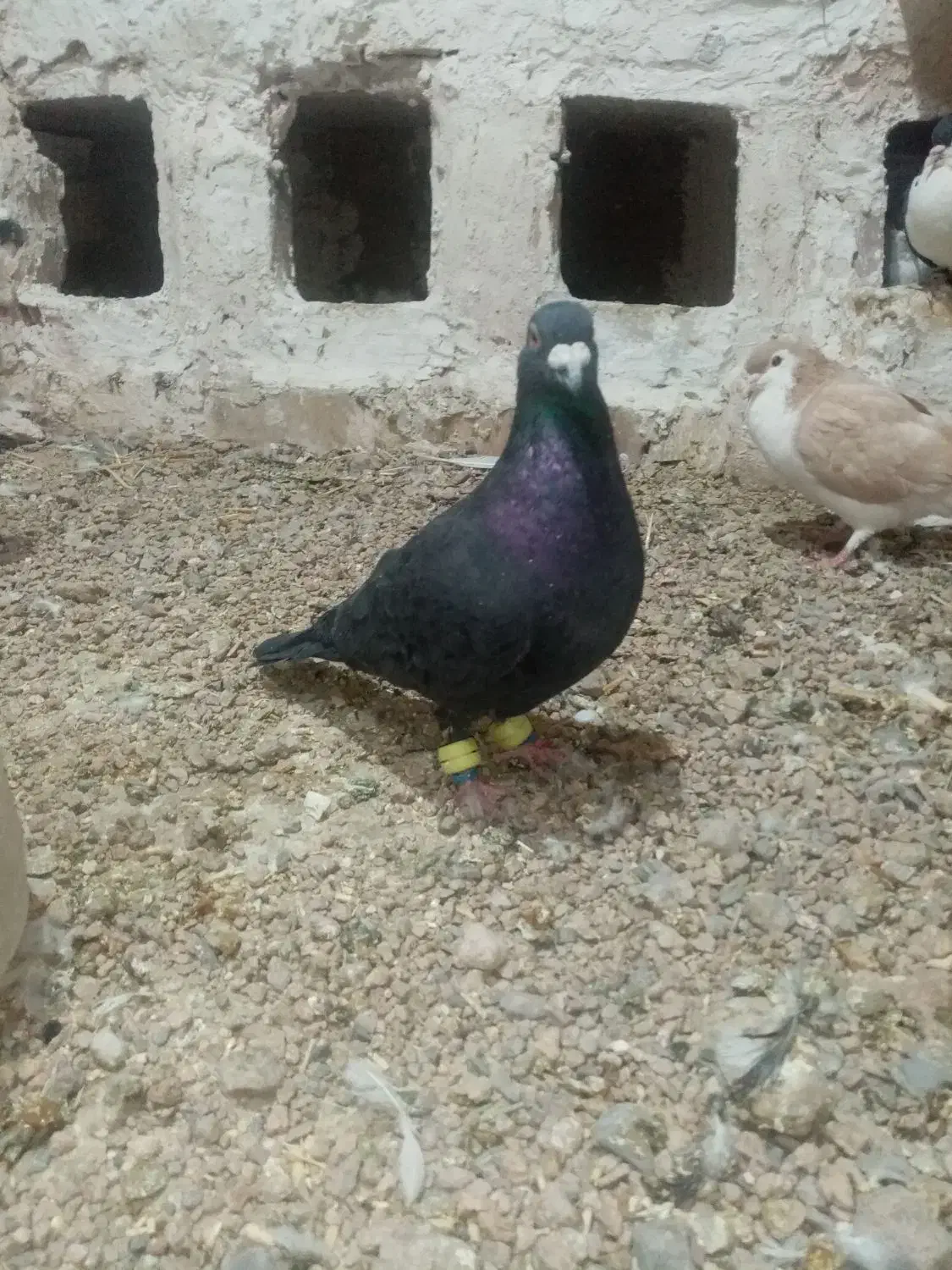 کفتر|پرنده|تایباد, |دیوار