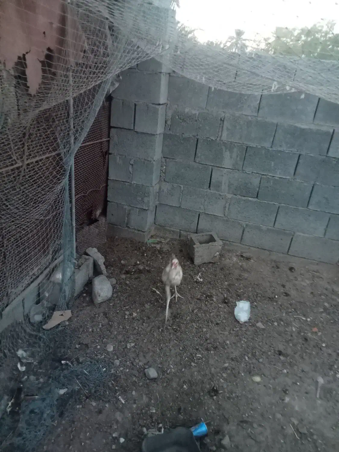 مرغ|حیوانات مزرعه|میناب, |دیوار