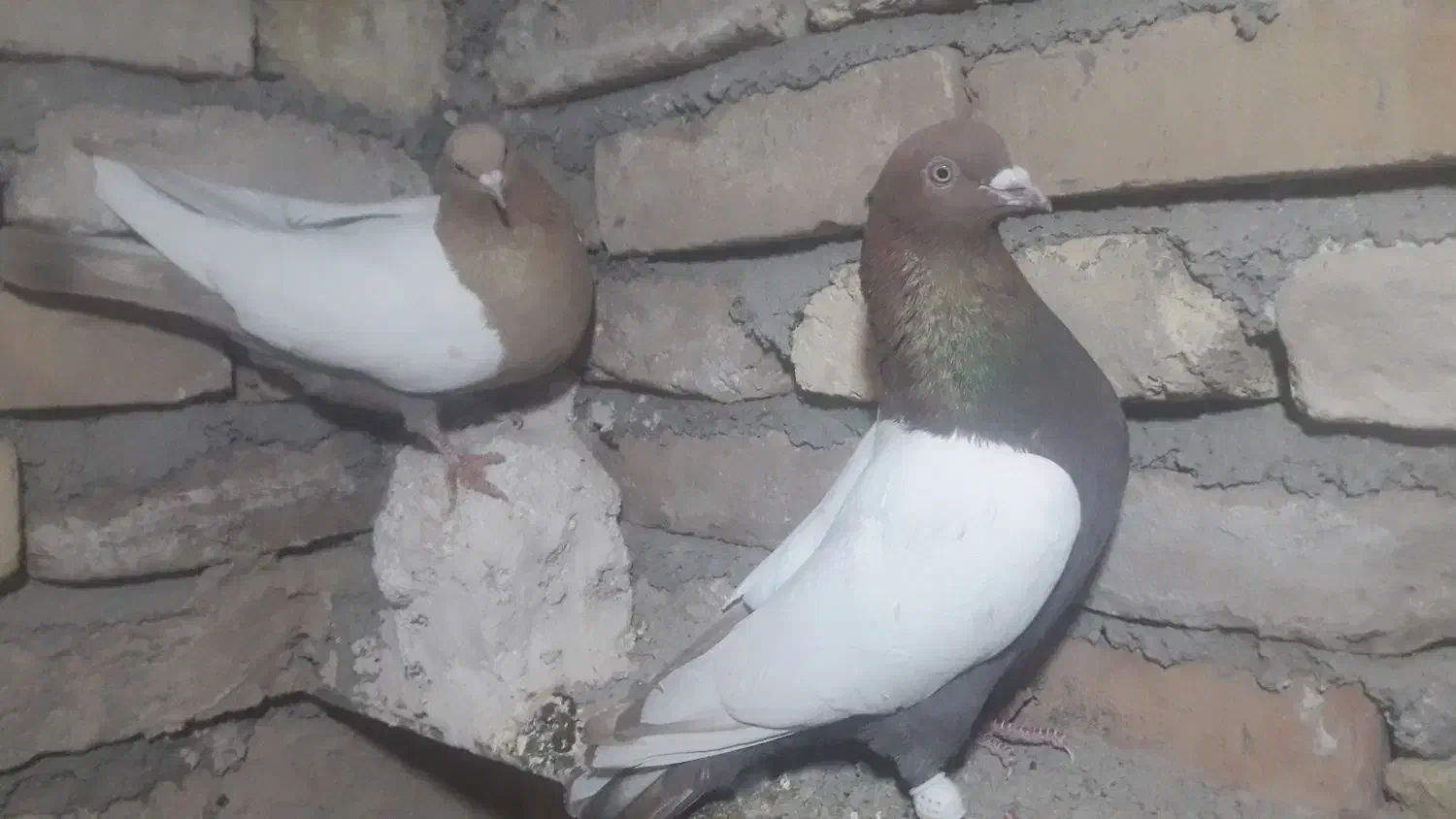 کفتر شامی ،سینه سیاه، ساده،|پرنده|جلیل آباد, |دیوار