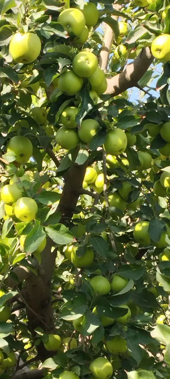 فروش نهال|خدمات باغبانی و درختکاری|هشترود, |دیوار