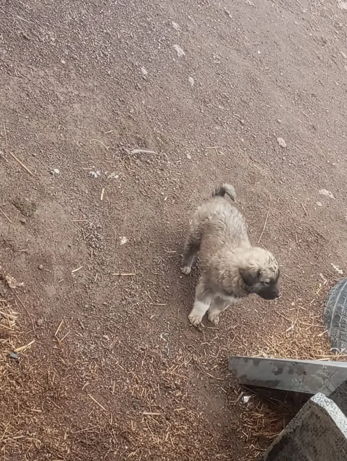 123|سگ|اردبیل, |دیوار