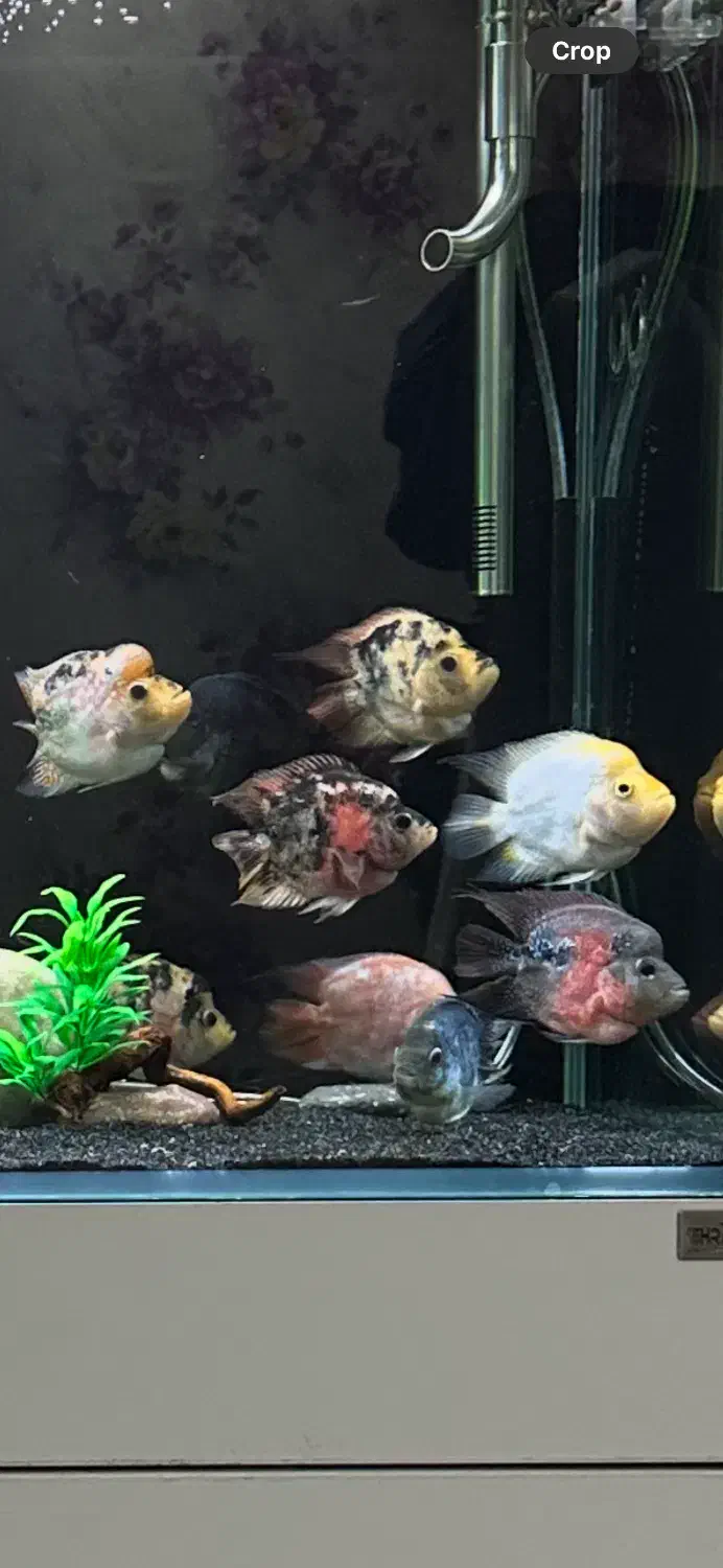 ماهی فلاور کوتوله (باکس)|ماهی|تهران, ابوذر|دیوار