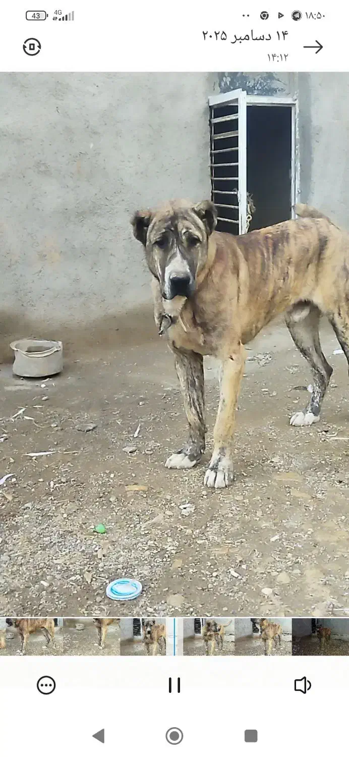 سگ د|سگ|کبودرآهنگ, |دیوار