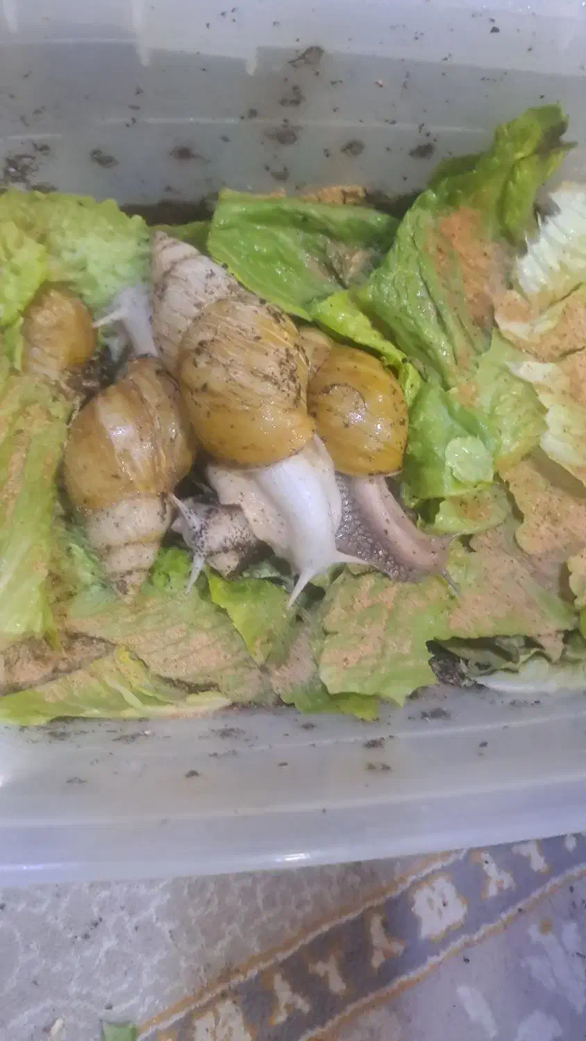 حلزون|خزنده|بندر ماهشهر, |دیوار