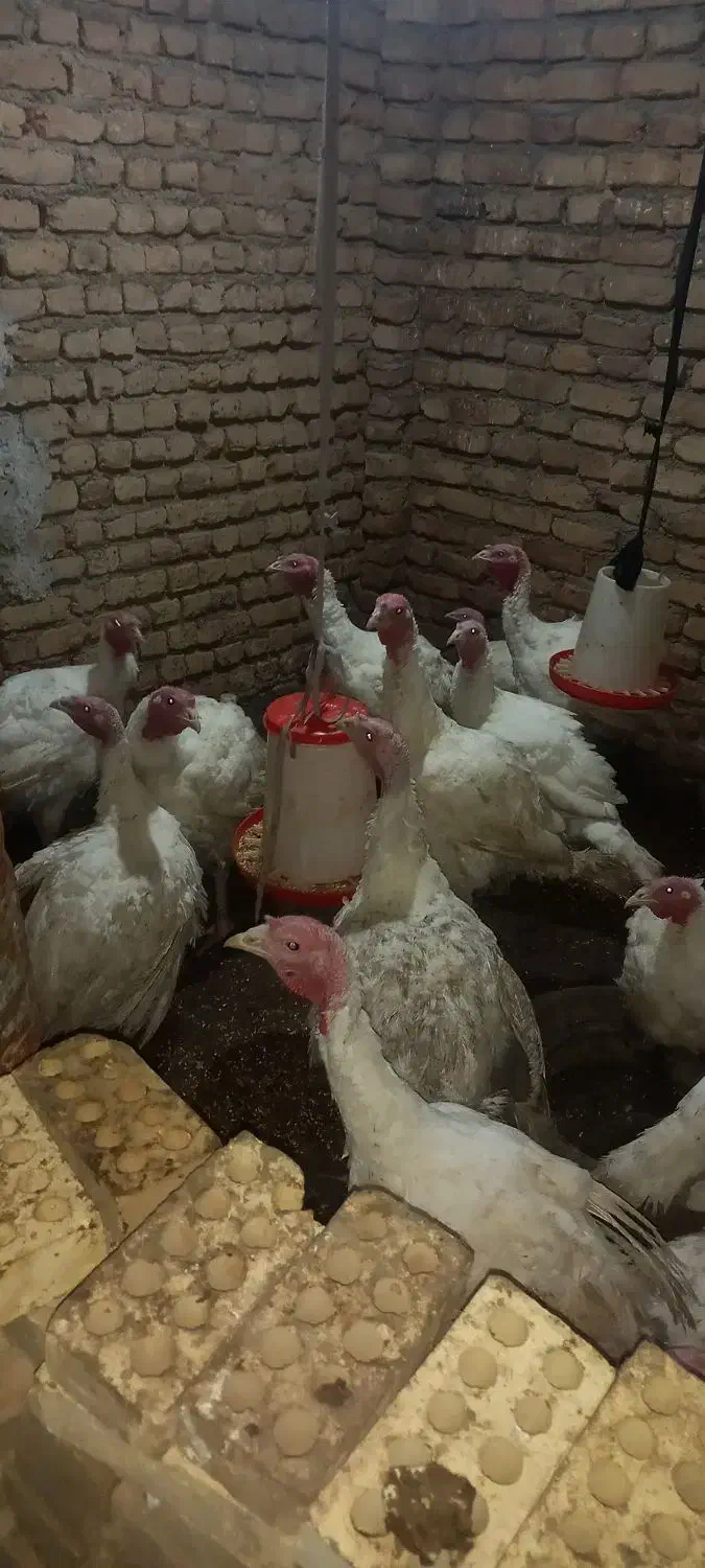 بوقلمون گوشتی|حیوانات مزرعه|انبارآلوم, |دیوار