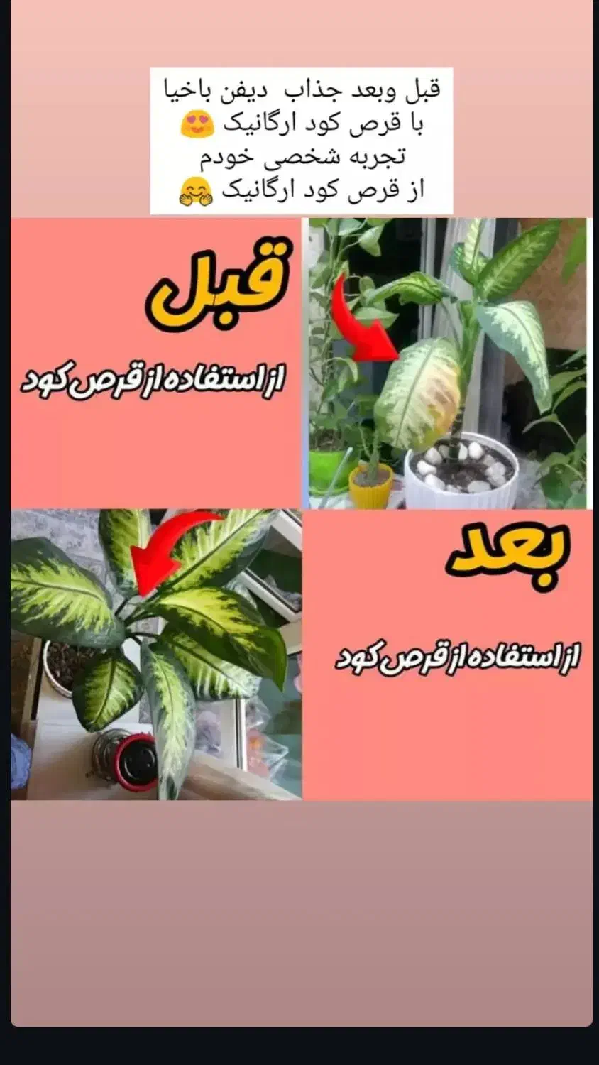 تنها قرص کود ارگانیک|گل و گیاه طبیعی|سبزوار, شهرک ابوذر|دیوار