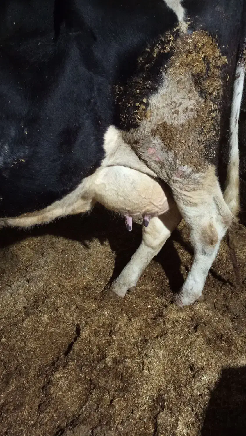 گاو گوساله نر|حیوانات مزرعه|گنبد کاووس, |دیوار