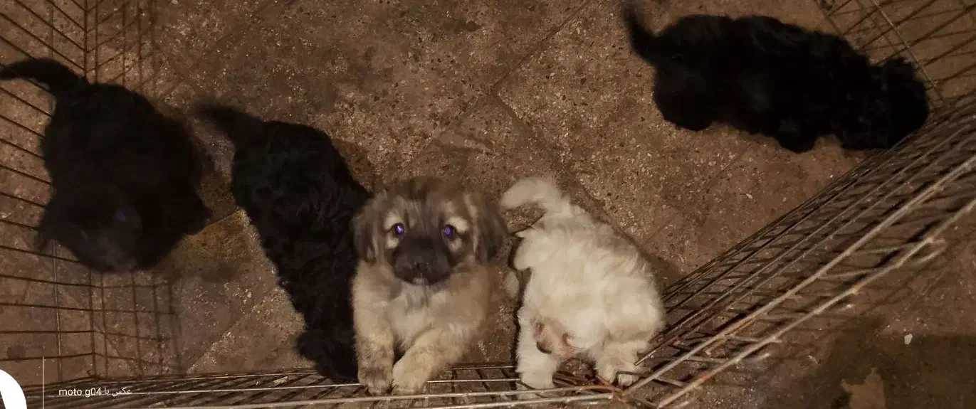 توله سگ|سگ|ورامین, ورامین|دیوار