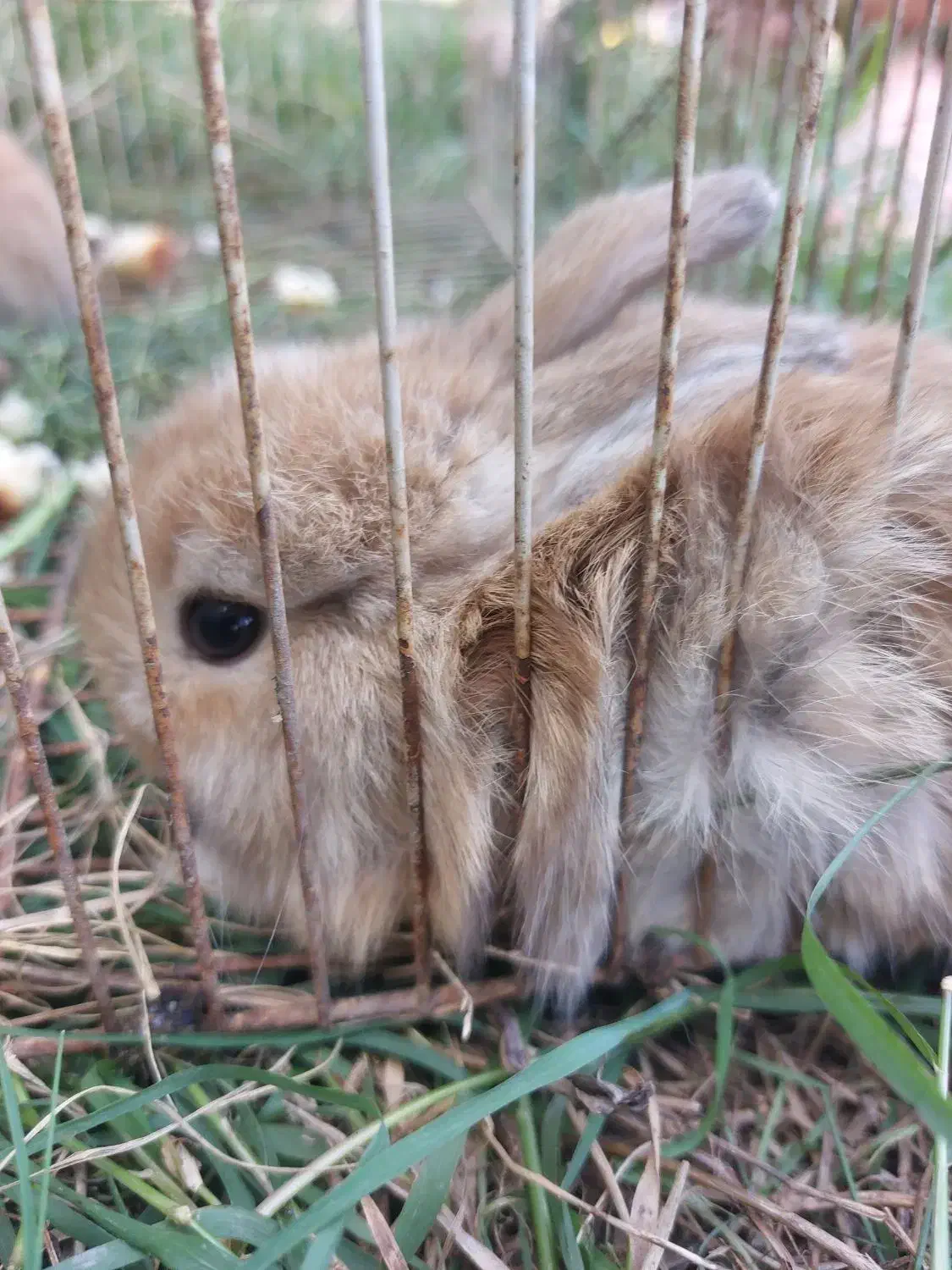 خرگوش خانگی|موش و خرگوش|کیاکلا, |دیوار